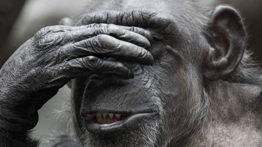 ОСПА ОБЕЗЬЯН