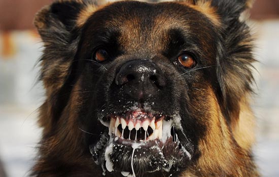 Осторожно, БЕШЕНСТВО животных!