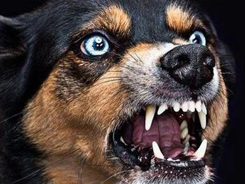 Будьте блидельны - Бешенство