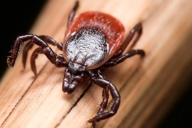 Акарологическая ситуация в Смолевичском районе