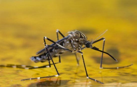 Желтая лихорадка