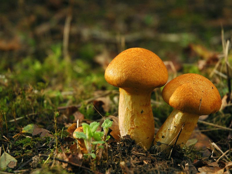 Грибы могут быть и опасны!