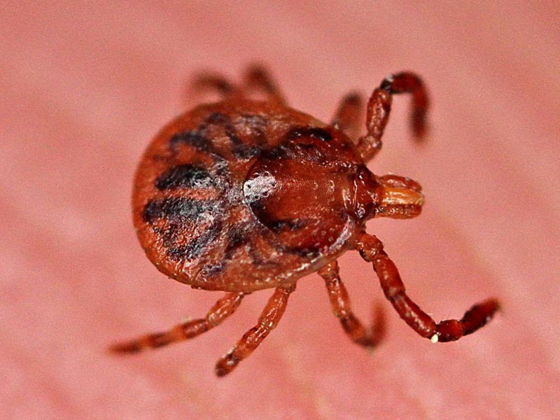 Клещевой энцефалит и Болезнь Лайма, их профилактика