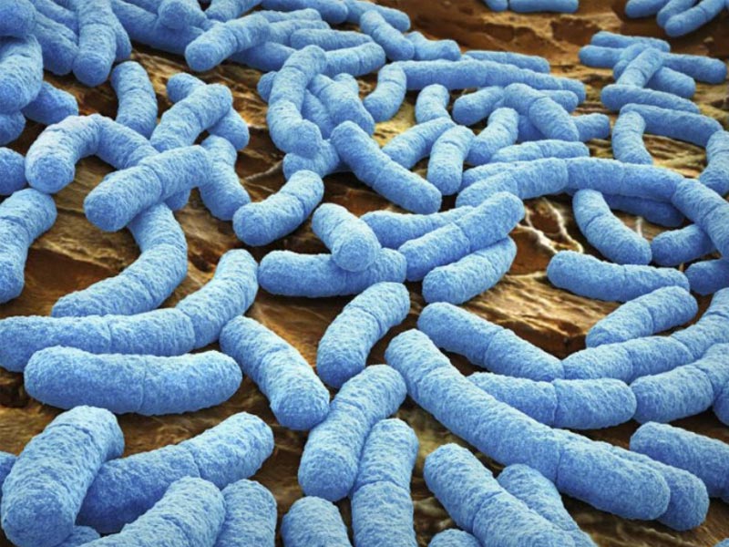 Пробиотики – мишень от гриппа