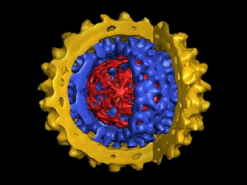 Осторожно, вирусный гепатит!