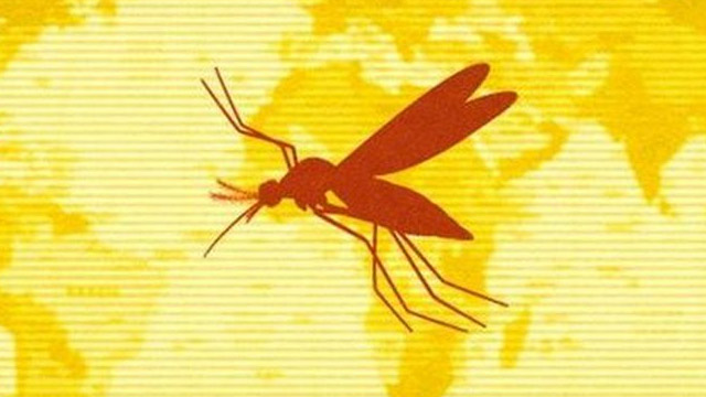 Желтая лихорадка